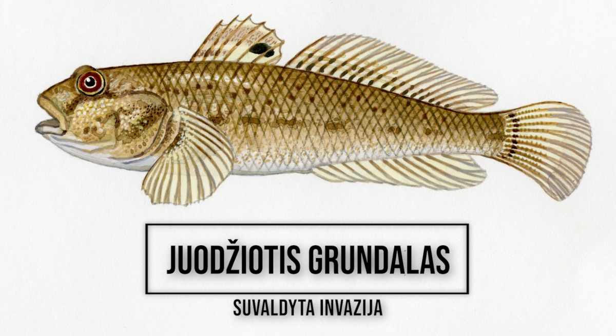 grundalas.png